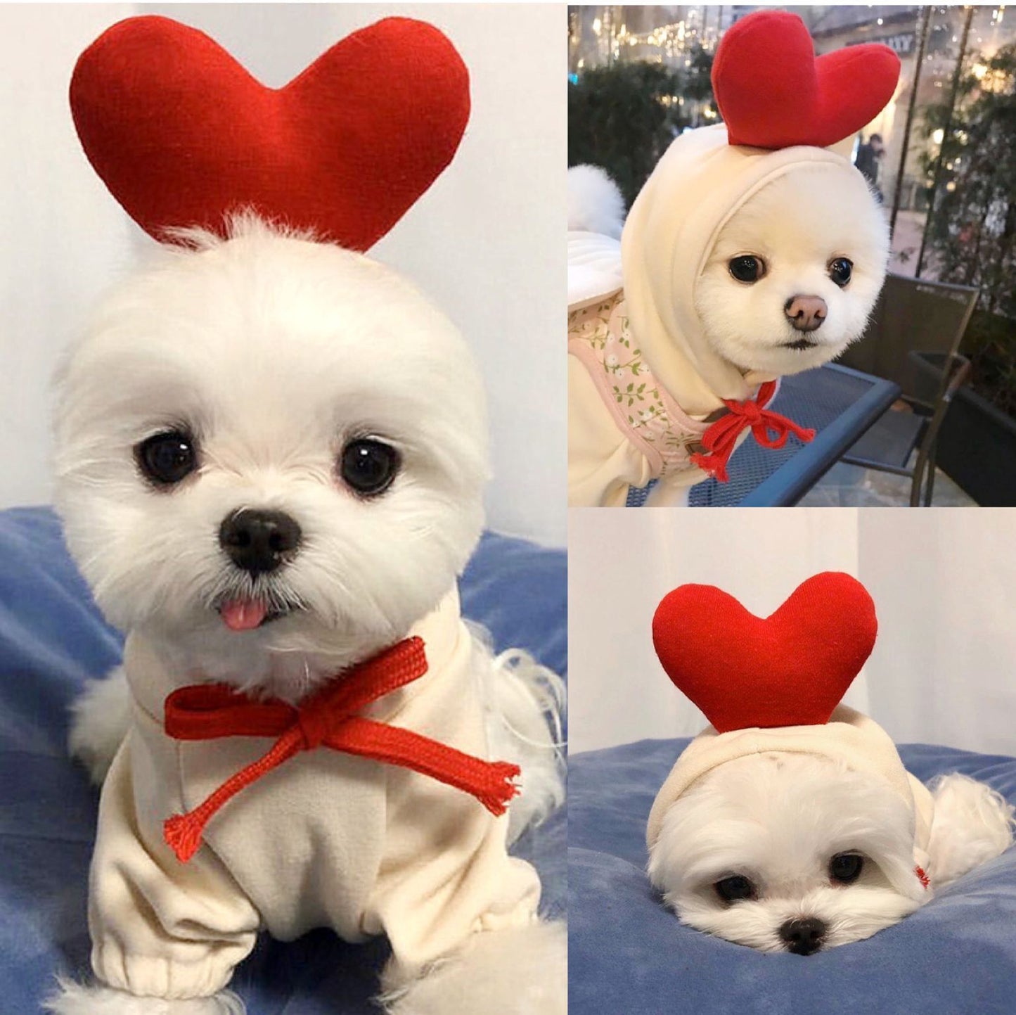 フルーツ柄の小型犬用パーカー