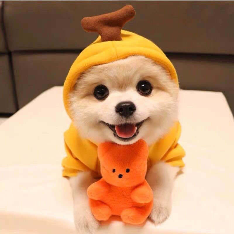 フルーツ柄の小型犬用パーカー